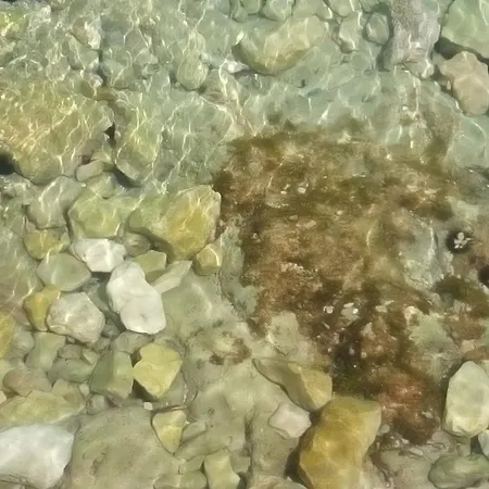 Peris * Sevid