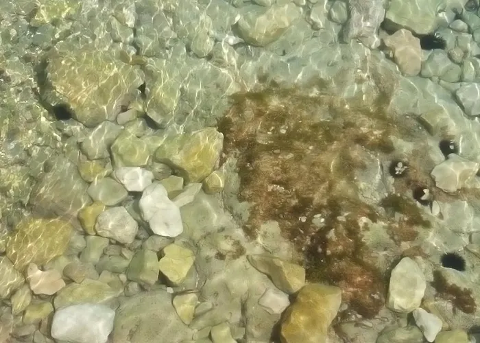 Peris * سيفيد